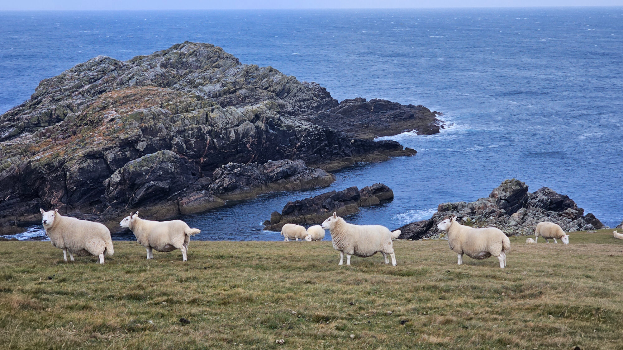 Ovejas en el norte de Escocia