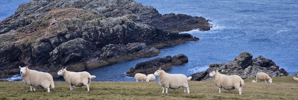 Ovejas en el norte de Escocia